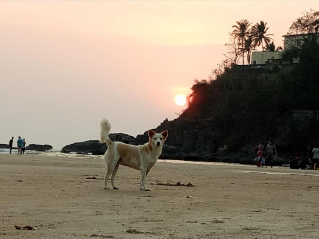 Red Rock Arambol Beach Екстер'єр фото